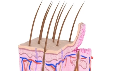 Estrutura do Cabelo Estrutura do Cabelo